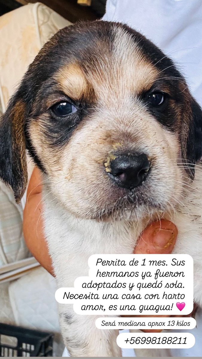 carolinapinoc's tweet photo. Hermosa cachorrita busca urgente hogar! Stgo. Contacto en foto https://t.co/MeTklgjYu7