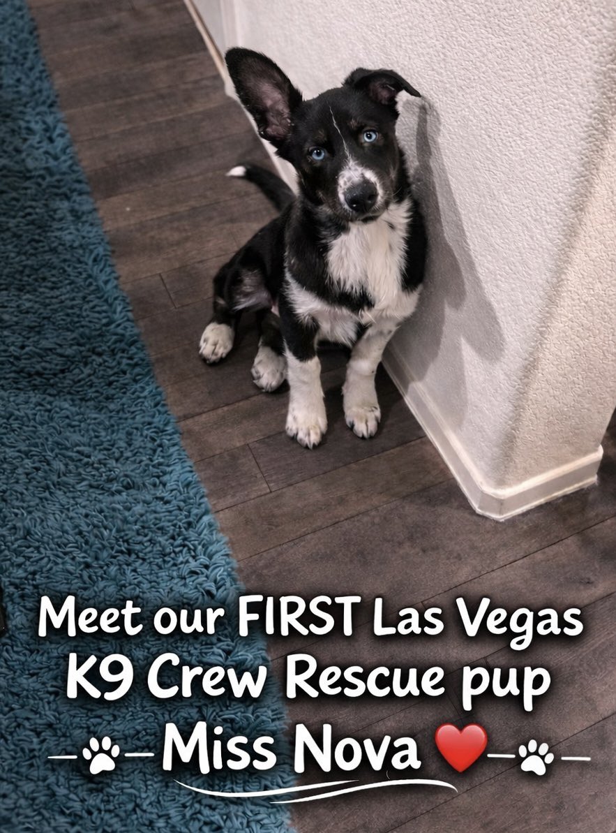 Mommy hers was crying. Happy tears today 😊 Hers working to’s help start. An new dog rescue. Hers frens thems been working since last year. An Mommy hers joined this year 😊 An today’s with alls the’s insurance thems gots. Them got thems very first dog. Miss Nova hers an girl.