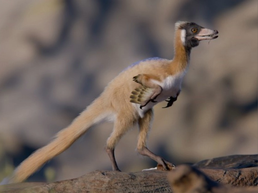 EL ESTUDIO DEL DINOSAURIO PATAGÓNICO QUE REESCRIBE SU EVOLUCIÓN

Un esqueleto de Alnashetri cerropoliciensis, que pesaba 2 kg y medía menos de 70 cm, fue hallado en Río Negro. Muestra que los alvarezsauroideos ya eran pequeños antes de especializarse y respalda un origen hace 150