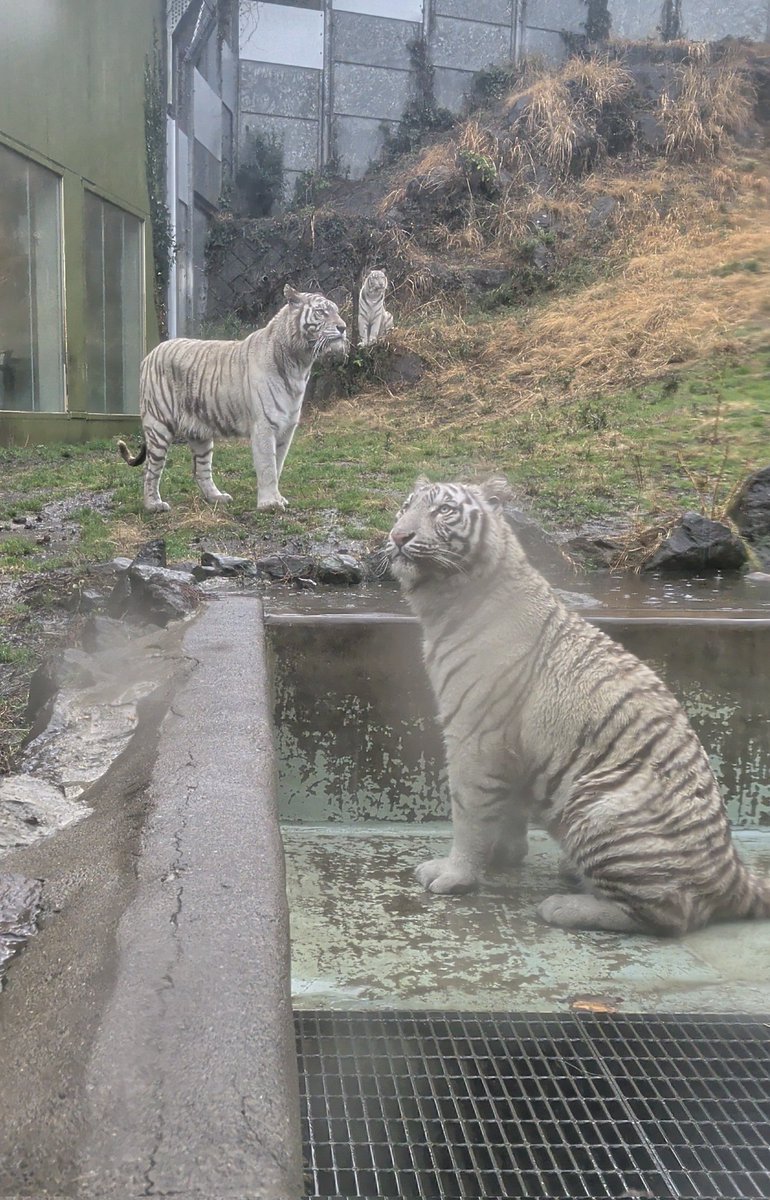 lucifer (@lucifercats2) / Posts / X