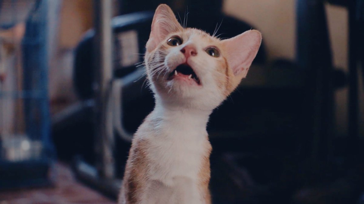 catvideofest_JP's tweet photo. //
見るだけでネコのためになる
ネコ動画の祭典 #CatVideoFest 🎞️
\\
多くの劇場で本日上映終了となります🐈⬛⸒⸒⸒⸒🐾
ぜひお見逃しなく.ᐟ.ᐟ
お近くの劇場はこちらから
🧶https://t.co/EAKNCdB1CM https://t.co/zLufGADZCj