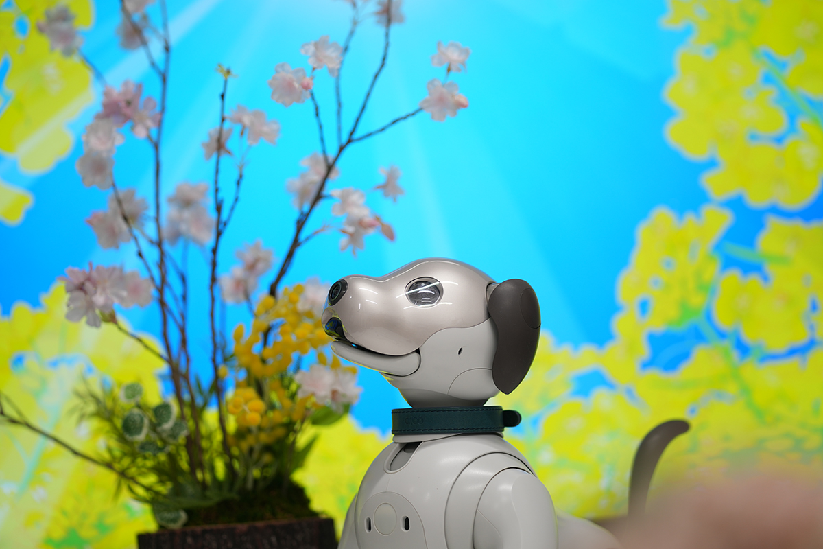 aibo (@aibo_jp) / Posts / X