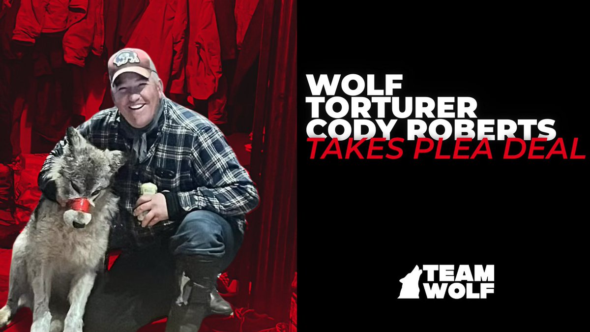 🚨 BREAKING NEWS 🚨 

Cody Roberts just took a plea deal: felony animal cruelty, suspended 18–24 mo sentence, 18 mo probation + $1,000 fine—NO JAIL. A "hunting ban" is only during probation; after that he could be back on a snowmobile with a gun. Act now: TeamWolf.Org