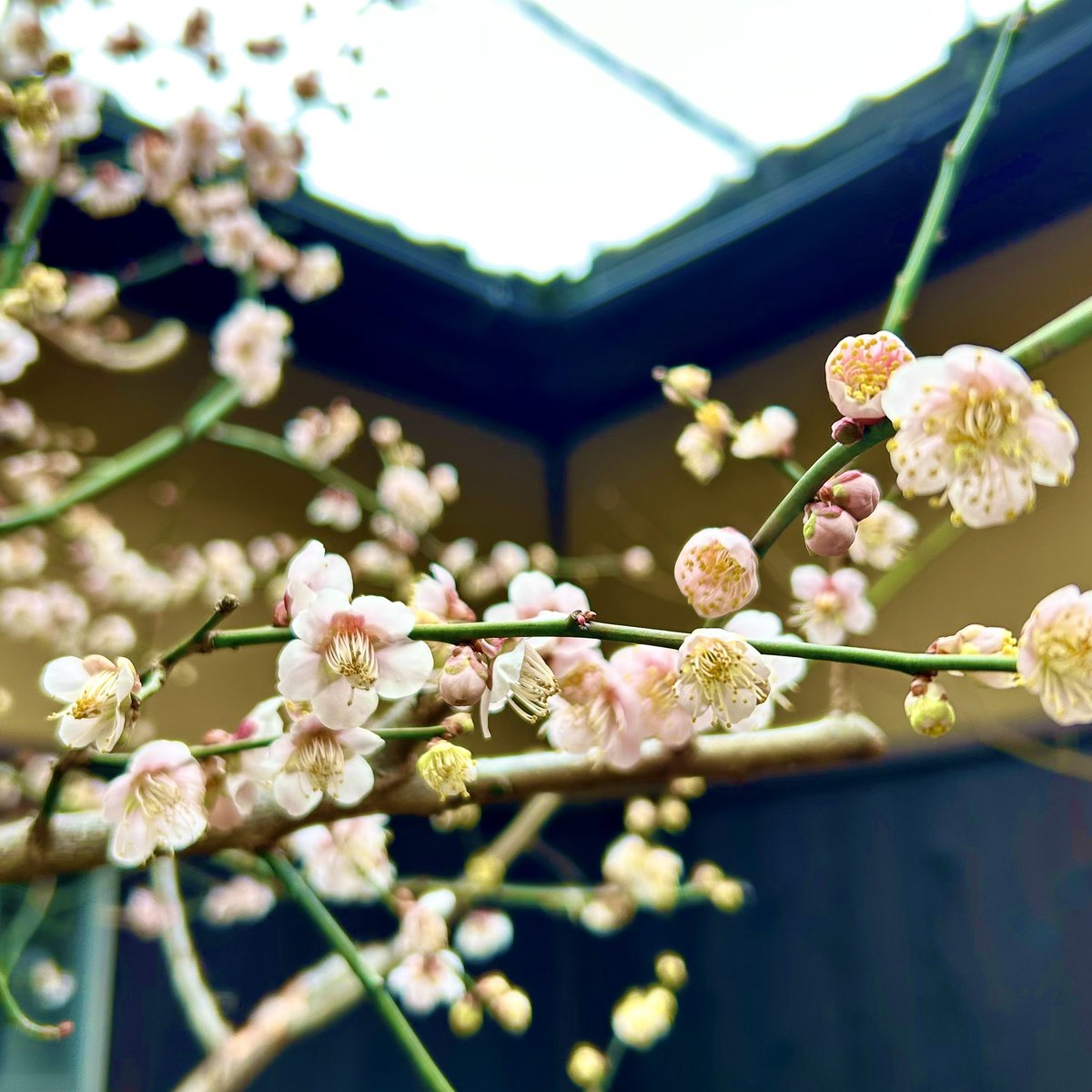 cafe_origi's tweet photo. 梅が満開に

昨日の雨にも持ちこたえてくれました

ほんとに可愛くて品のある花

3月のお休みは
定休日通り火曜水曜となります

急なお休みなどはその都度お知らせします

今日も18時まで営業してます

#カフェオリジ #京都 #西陣 #京町家カフェ
#梅 https://t.co/KK9mpY8R2V