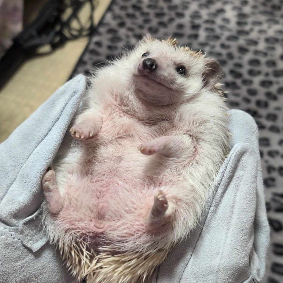 最近ハリネズミも手懐けました 