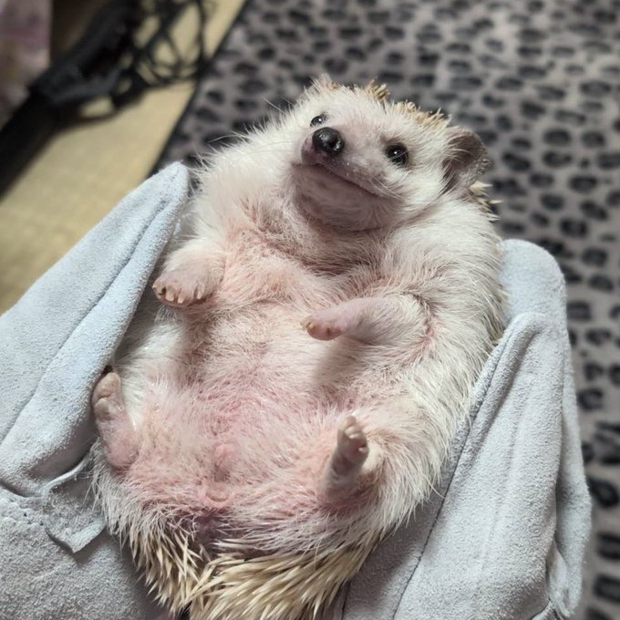 最近ハリネズミも手懐けました 