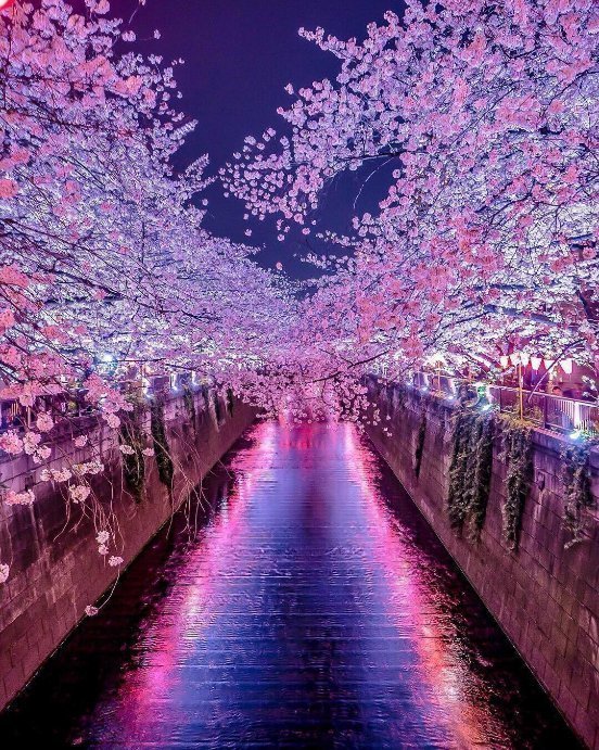 aestheticspost_'s tweet photo. Japan https://t.co/0qCCFA24hO