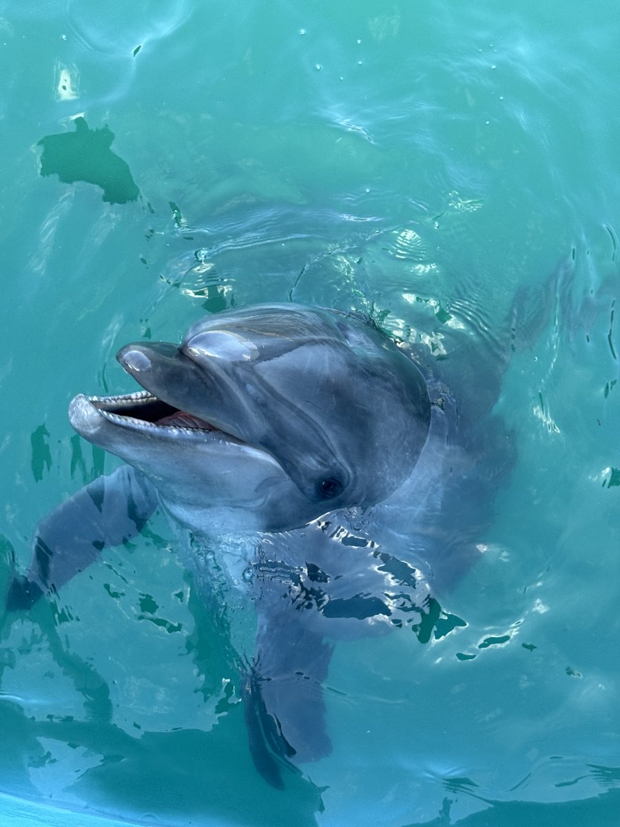 お待たせいたしました！
皆さまと再び「ふれあえる」喜びを胸に。

この度、施設改修のため営業を一時休止しておりました当施設が、皆さまの温かいご声援に支えられ、ついに3月1日より縮小営業ですが、プレオープンの運びとなりました。
＃バンドウイルカ女子ーズとヤギゾウガメのみ公開