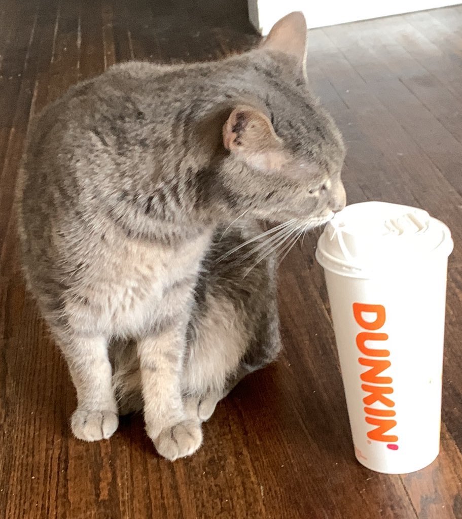 +Chalie the positive cat @catcoin.io tweet media