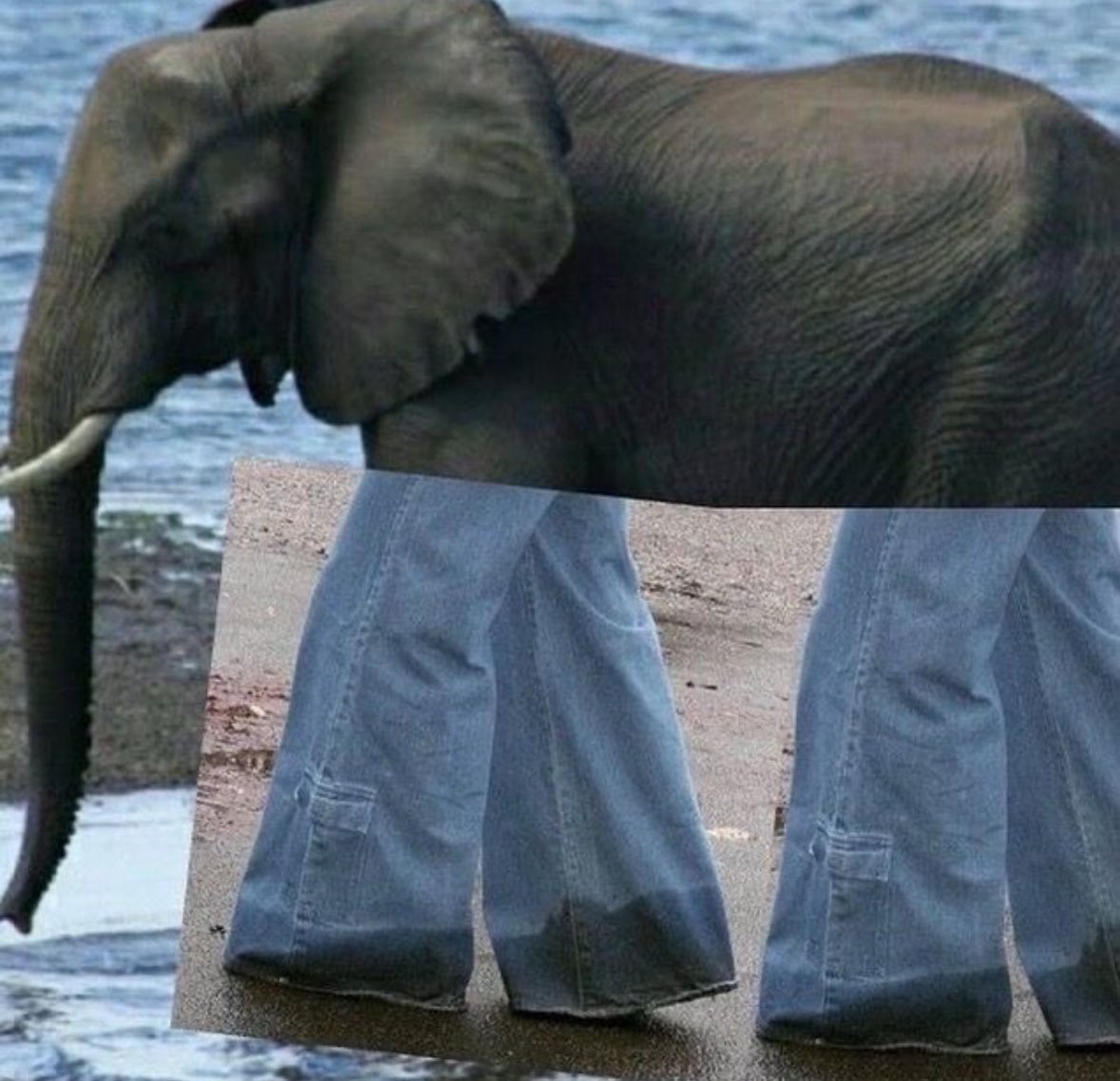 💖 (@twaniimals) on Twitter photo 