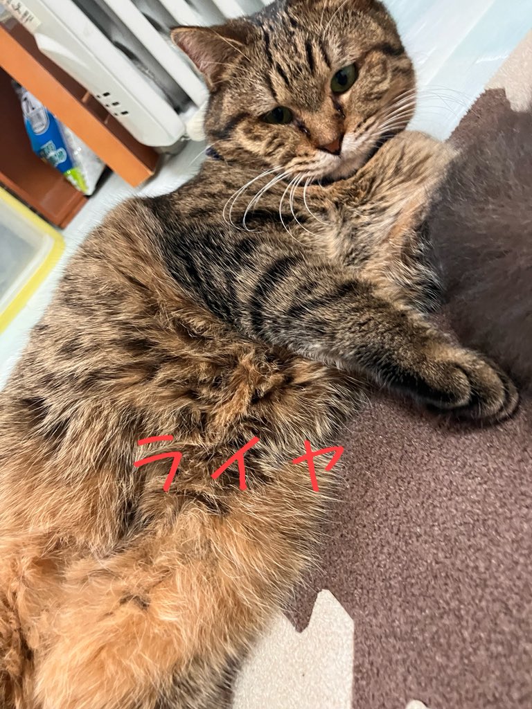 非営利型 一般社団法人 ねこたまご (@nekotamago_) / Posts / X