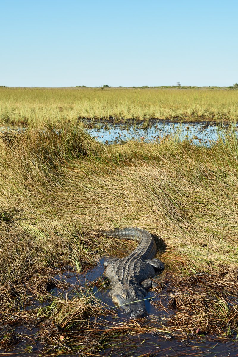 mikegrayok's tweet photo. The Everglades. https://t.co/EVKBc8mE1Z