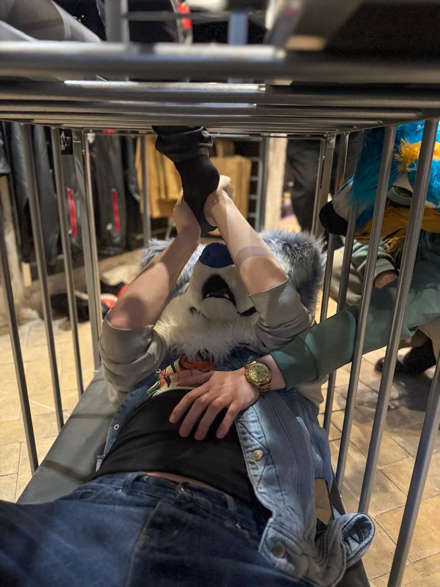 Finches_Inches's tweet photo. I was just looking at the cage, then @ShakkiFoxAD and @Dio_Furry bullied me into it 😣😣

Shoutout @HomowareDK for being awesome and letting us play around with it 🥰

And giving them the lock and key.. https://t.co/YdAg9F1Pty