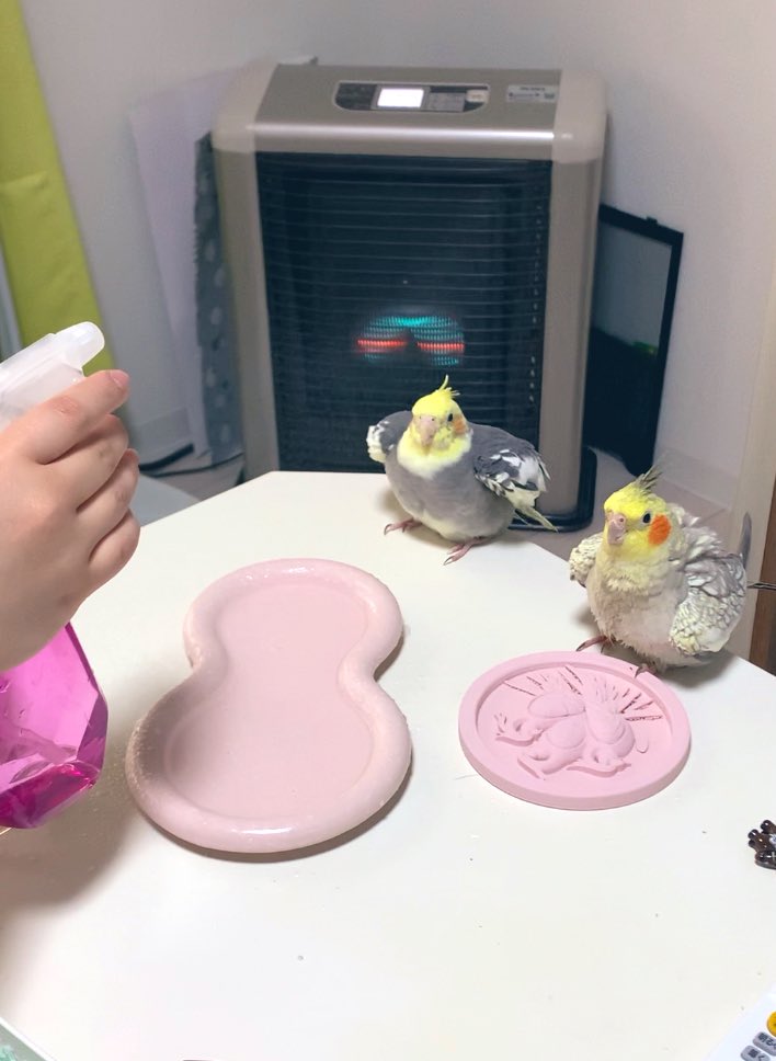 cocchi4s's tweet photo. 霧吹きの前のモフモフ
#オカメインコ https://t.co/UygB0recrZ