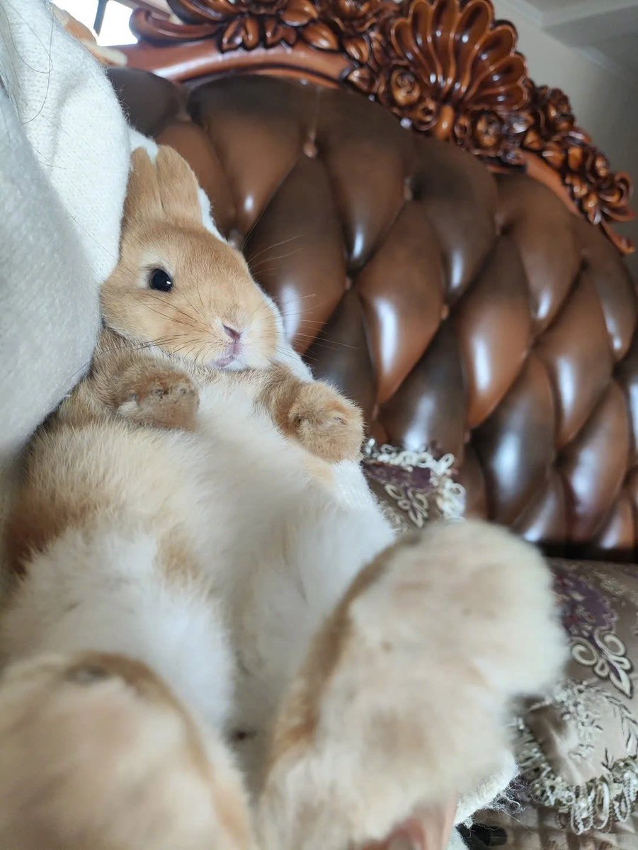 Why you should have a rabbit (@shouldhaverabit) on Twitter photo 