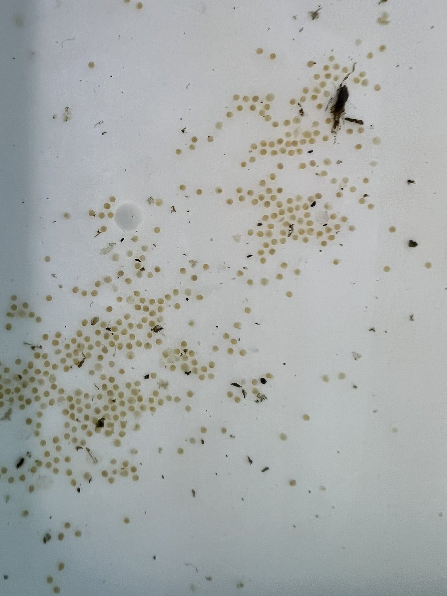 割とクセのある卵だと思っている
#インパイクティスブラックアロー