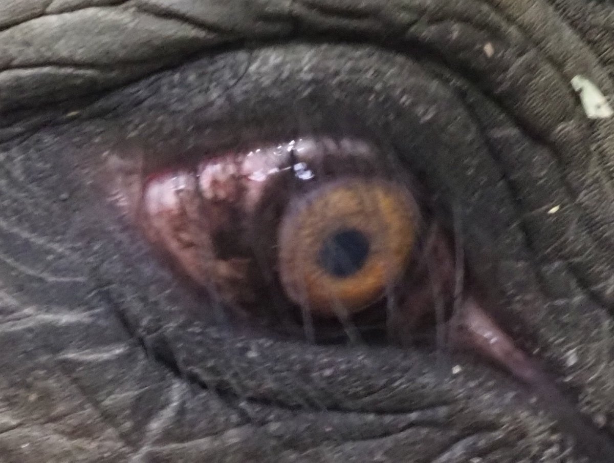 kyotoshidoubut1's tweet photo. だ～れだ？７９
　だれのどこでしょう！？

#京都市動物園 #kyotocityzoo #だ～れだ #どこ #分かるかな #GuessWho #WhichPart #CanYouGuess https://t.co/hbRi3xxrxJ