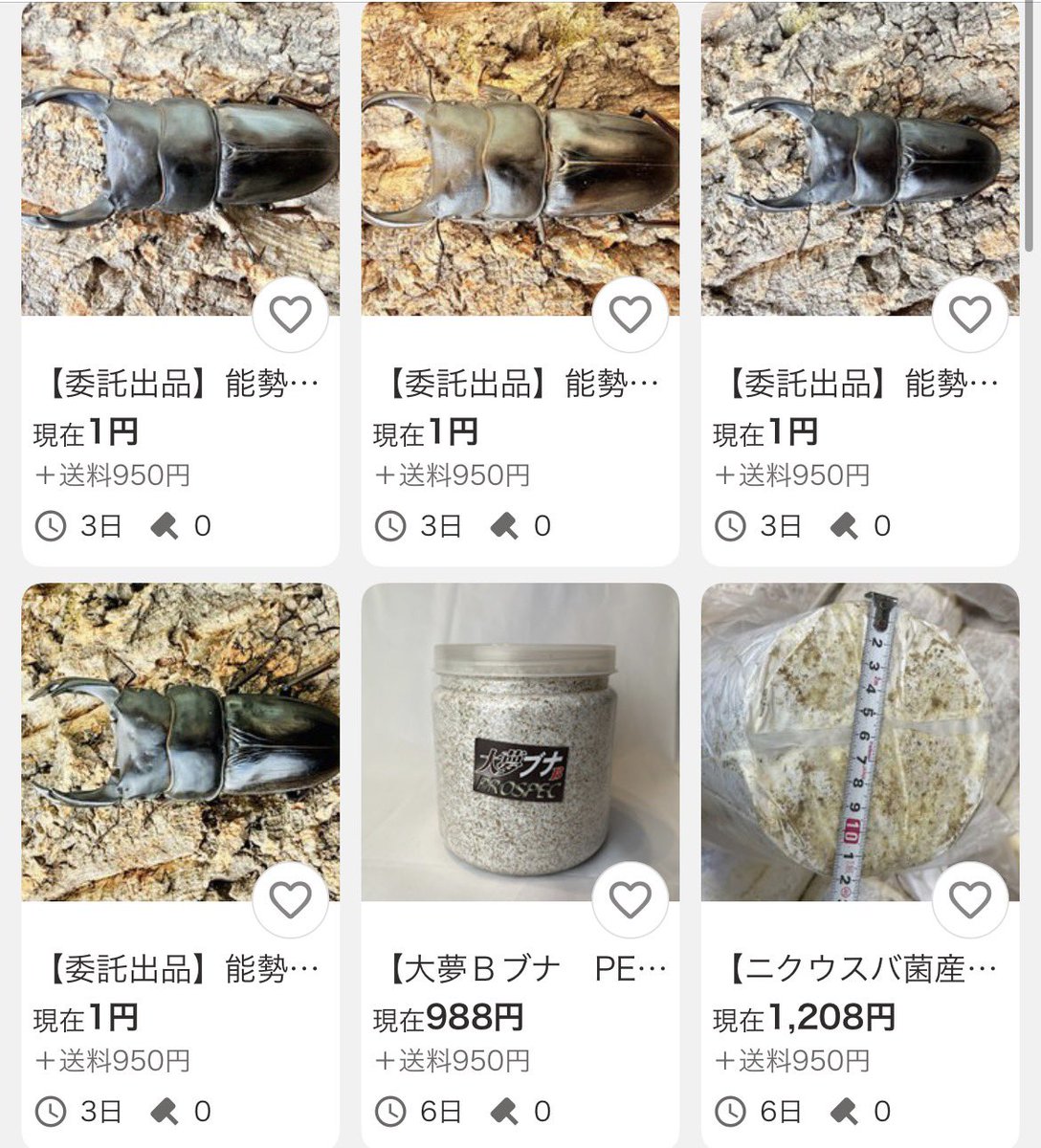 本日終了予定です‼️ オオクワはまもなくシーズンインですね☺️ 今年