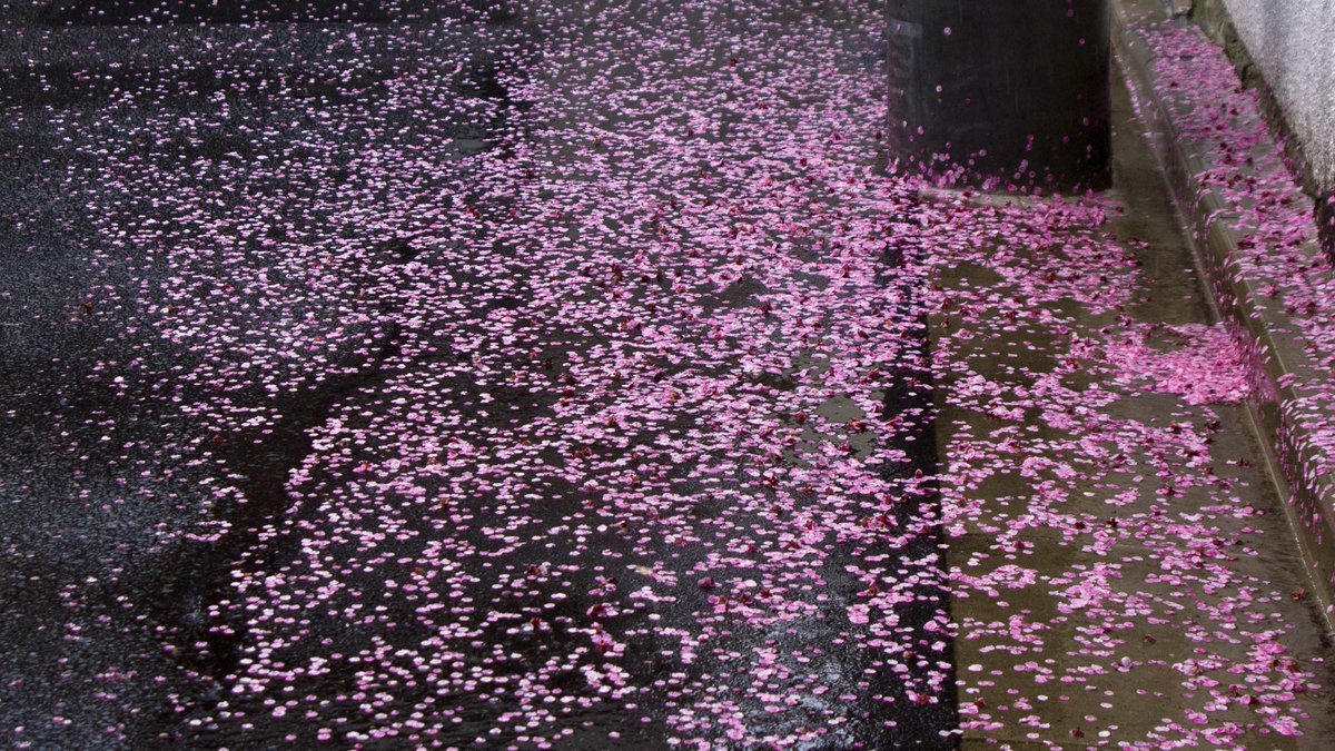 muttnik (@roboandmiri) on Twitter photo 