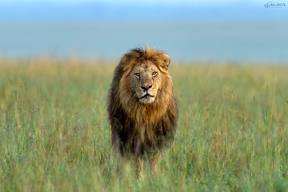 Mohan Thomas tweet media