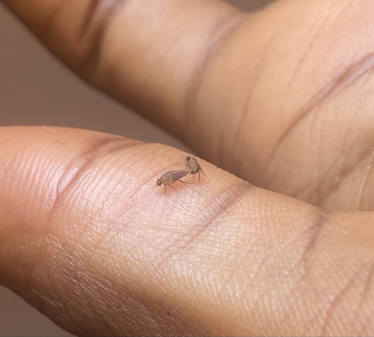 a mosquito just landed on my hand and started giving his babe hot doggy

which kain rubbish be this 😭😭