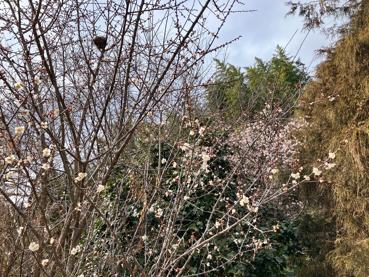 fuji_biospring's tweet photo. 那須の野蚕養蚕場へ向かう途中には梅や早咲きの桜がちらほら開花してます。圃場周辺は野火焼もしていて、確実に春に向かっていろいろ動いてます。ウスタビガの飼育準備ももちろん頑張ってます。

#春の気配 https://t.co/pyVGYUJaNd