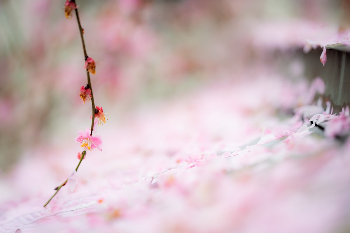 Kouji Tomihisa tweet media