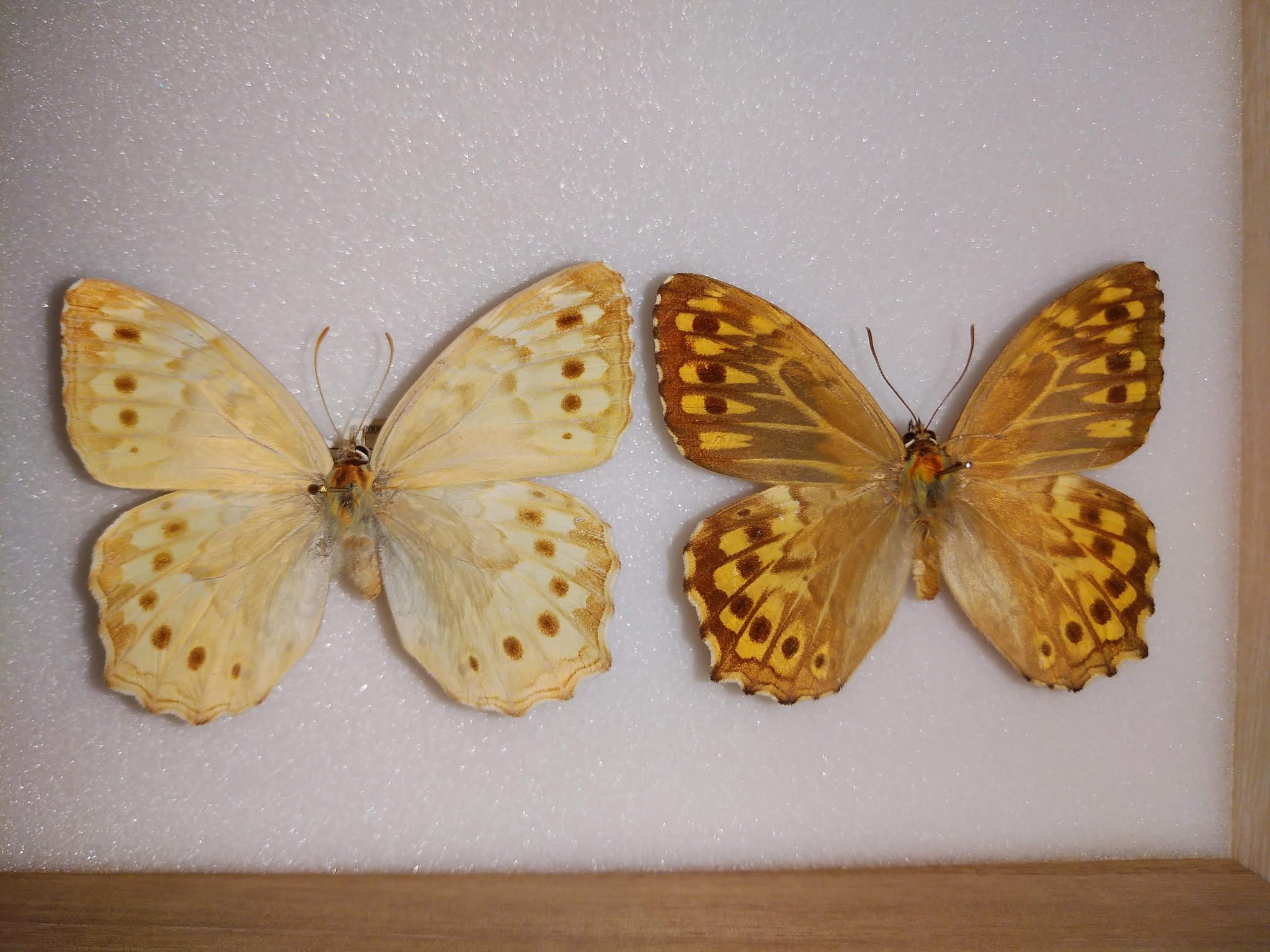 富山市科学博物館（公式） on X: 