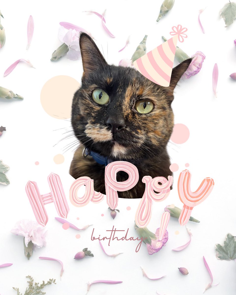 the_cat_factor's tweet photo. Hoy es mi cumpleaños 5 https://t.co/09R8SZcAt2