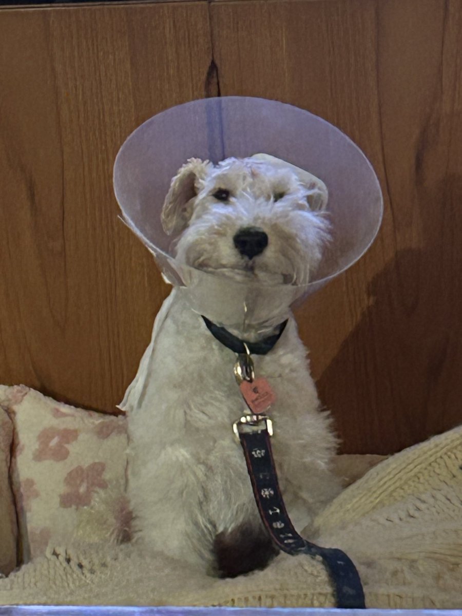 Charlie & Scout (D. Pest) tweet media