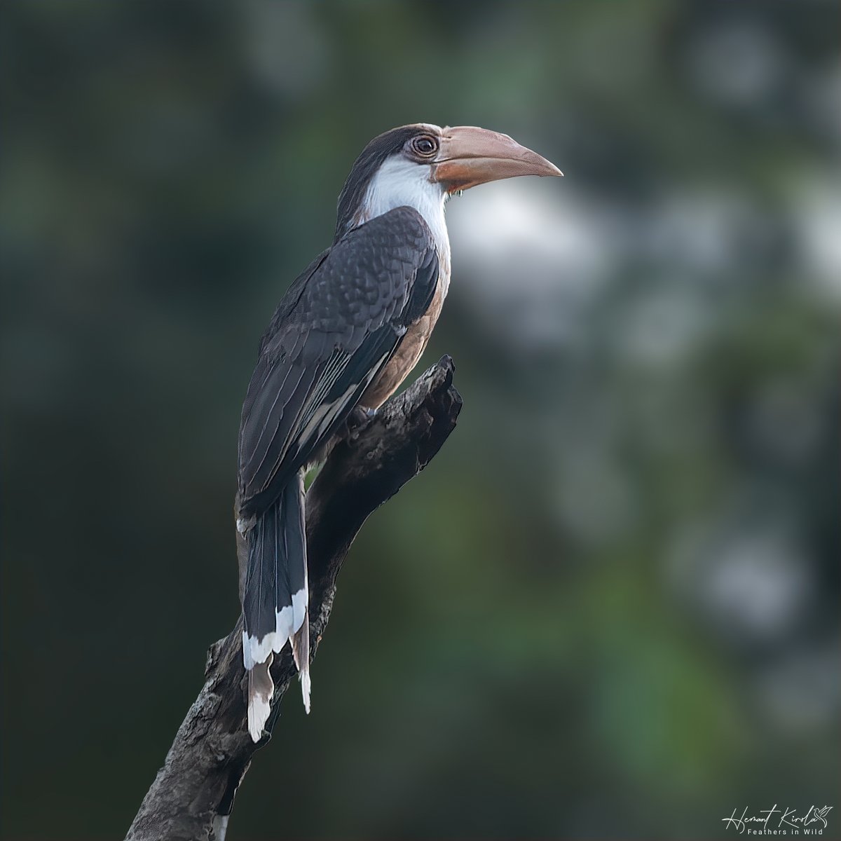 A daily dose of new bird.

My Bird No. 664

Austen's Brown Hornbill

Would love to see any 'Hornbills' species from your gallery.

#IndiAves #ThePhotoHour #NikonIndia