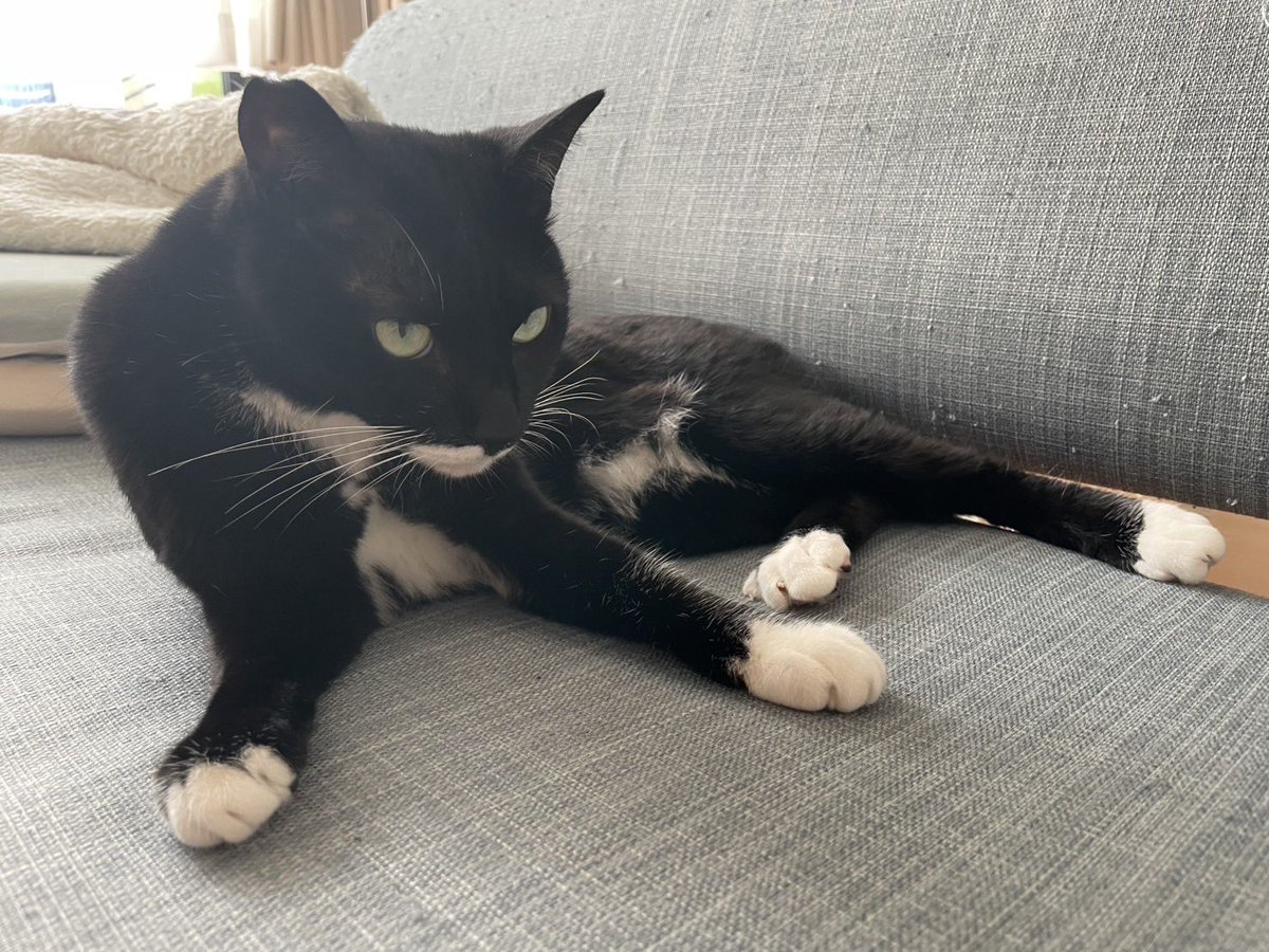 おはようございます またそこにいますね #cat #猫