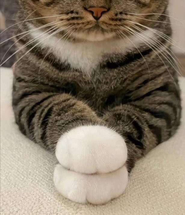 A1P4CA's tweet photo. お団子みたいな手をしてる猫 https://t.co/axrWgmO5pX