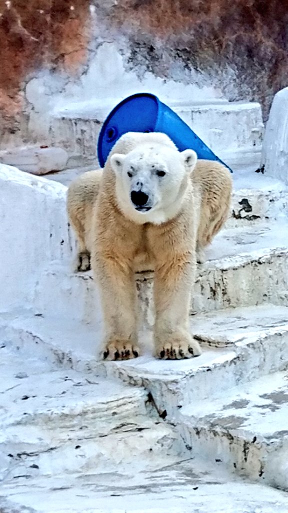 #天王寺動物園
#PolarBear
#天王寺レジェンドゴーゴ🌈

　　2020年 1月3日 撮影です。

　この日　よく覚えている、
　　年明け　園からの帰り道

　携帯を　どこぞで　忘れて⚡
　　戻ってこなかった。

　ゴーゴを　振り返り
　　彼と　同時代　一緒に
　生きてたなぁと　あらためて　
　　思う。