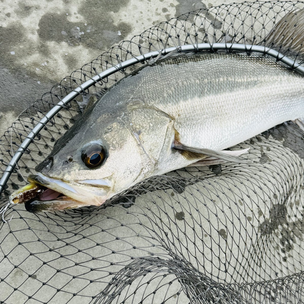 ワカメマニア │ 神崎 泰臣 (@anglerisdead) / Posts / X