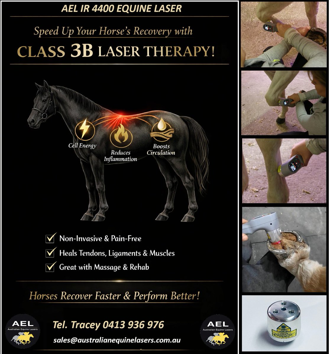 Equinelaser3000's tweet photo. 🐴 Injured horse? Don’t wait. The AEL IR 4400 Class 3B laser speeds recovery, reduces inflammation &amp; gets your horse back to peak performance. #EquineLaser #HorseHealth https://t.co/a1a0VROs92