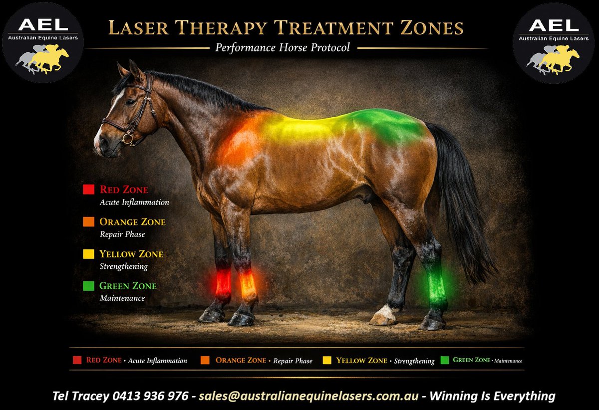 Equinelaser3000's tweet photo. 🏆 Trainers, owners &amp; vets love it: AEL IR 4400 – the 904nm Class 3B laser revolutionizing equine recovery. Less downtime, more wins. #EquineRecovery #HorseCare https://t.co/7AJ6ICv06t