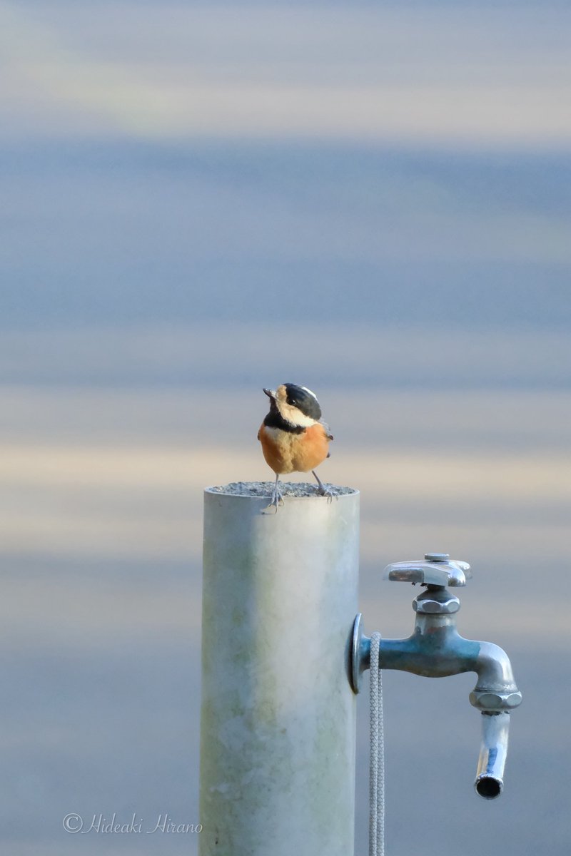 ちょこん😍 （ヤマガラ） 《camera》 Fujifilm X-E4 《Lens》 Fujinon