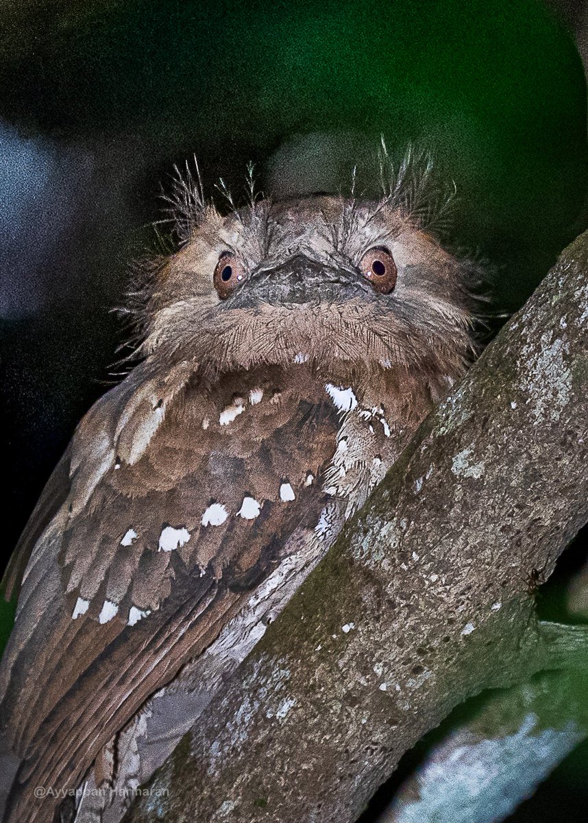 ayyappan hariharan🐦⬛ tweet media