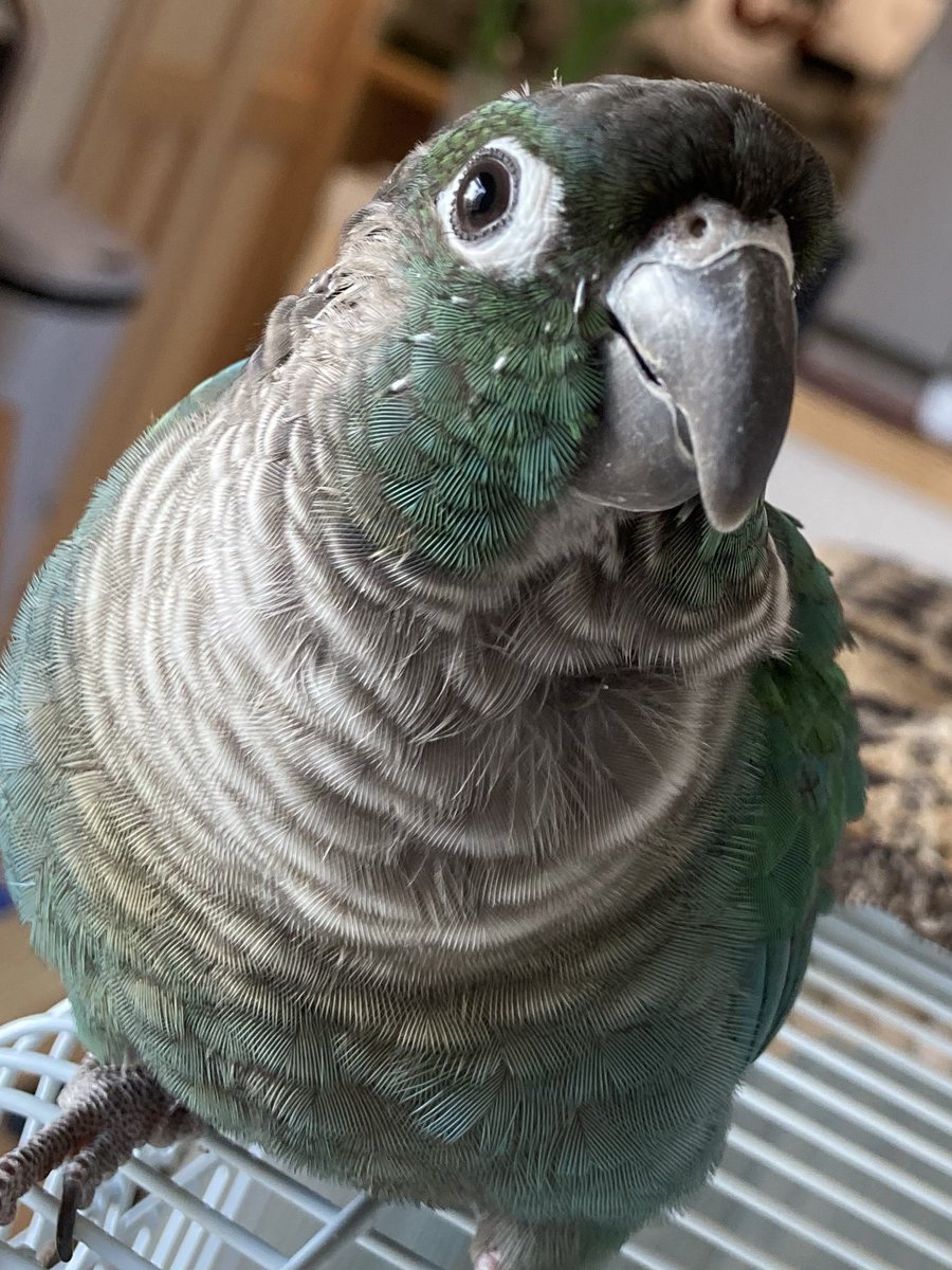 HolicTutu's tweet photo. ウロコインコ様をお迎えしました。
名前は　伊織　です✨
うちの鳥様の名前は、歴代伊織なので
正確には　伊織三世🤣　です✨ https://t.co/5w9a3cJE73
