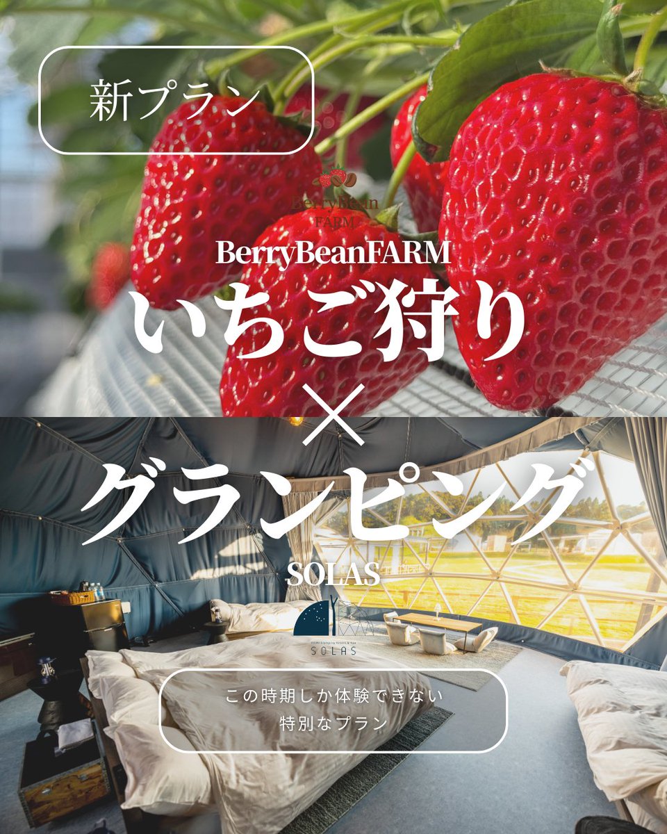 solas_glamping's tweet photo. 【🍓新プラン🍓】
【グランピングにいちご狩りセット！？】

️グランピングといちご狩り体験がセットになった
【🍓いちご狩り体験付きプラン🍓】です！✨️
⁡
千葉市緑区にある【BerryBeanFARM】で
お得にいちご狩りが体験できちゃうプランです‼️
いちご狩りの料金はプランに含まれているため、現地でのお支払いはございません‼️
⁡
チェックイン前、またはチェックアウト後に空いてる枠で予約をし、いちご狩りをお楽しみ頂けます‼️😊
⁡
■ いちご狩りについて（必ずご確認ください）
・いちご狩りは【いちご農園公式HPからの事前予約制】となります。
・ご宿泊予約とは別に、下記いちご農園公式サイトよりご予約ください。
👉 いちご狩り予約サイト
https://t.co/deOBzTXCBx
📍BerryBeanFARM　千葉県千葉市緑区平川町2304
※宿泊予約はSOLAS公式HPから

期間限定の特別プラン！是非ご予約お待ちしております‼️

＃いちご狩り #いちご ＃グランピング #千葉市  ＃いすみ