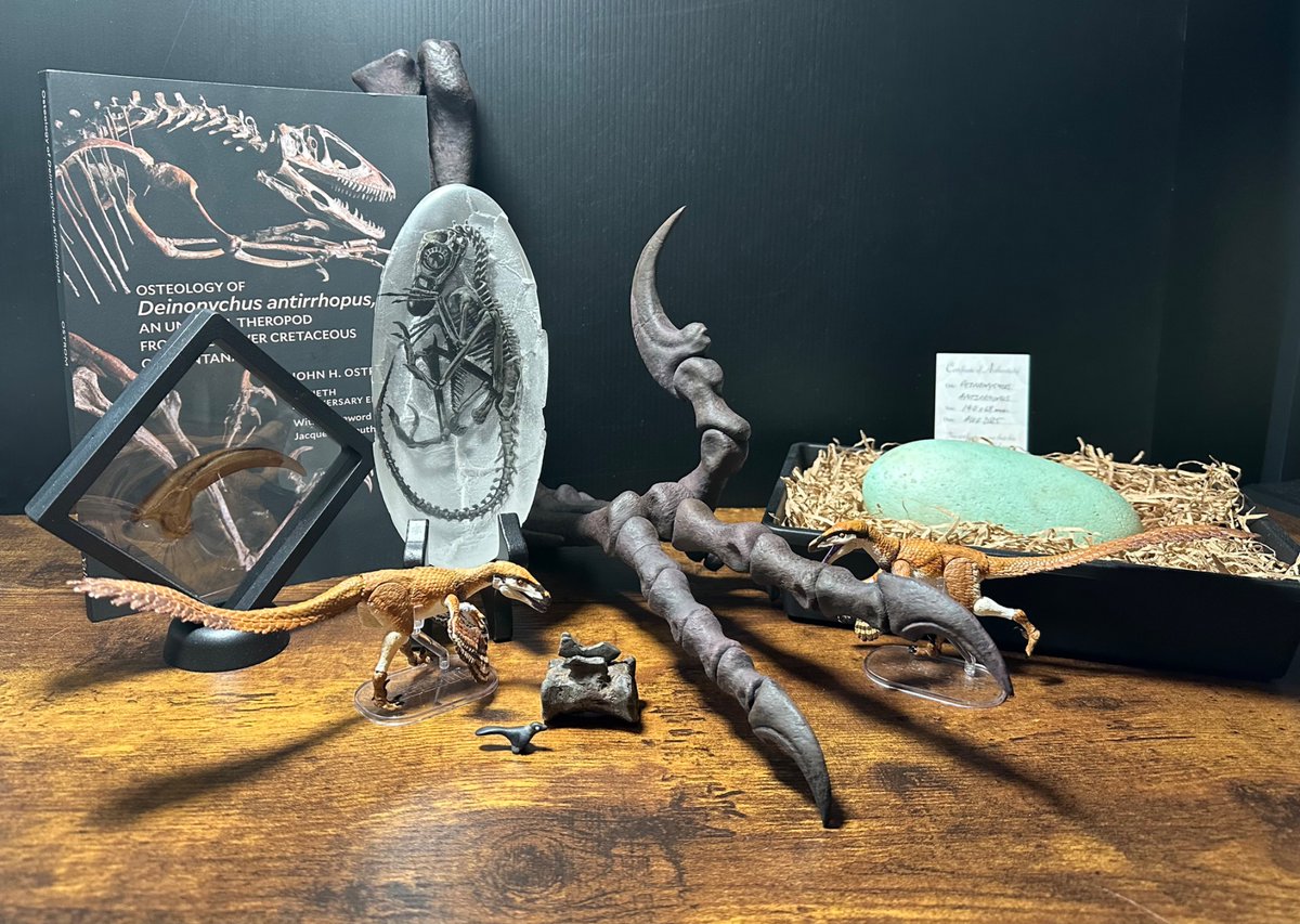 elitroraptor's tweet photo. Happy Birthday Deinonychus!
On this day, 57 years ago, Deinonychus antirrhopus was described by John Ostrom. It changed our view of dinosaurs and serves as one of the most significant dinosaurs to ever be described! 
To celebrate, I’m showing off my Deinonychus collection! https://t.co/Ehm1gJy1dc