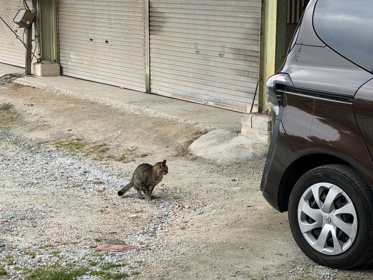 nancyara2525's tweet photo. 実家の猫がう○コトラップしかけてくる https://t.co/4ivum9TPG4