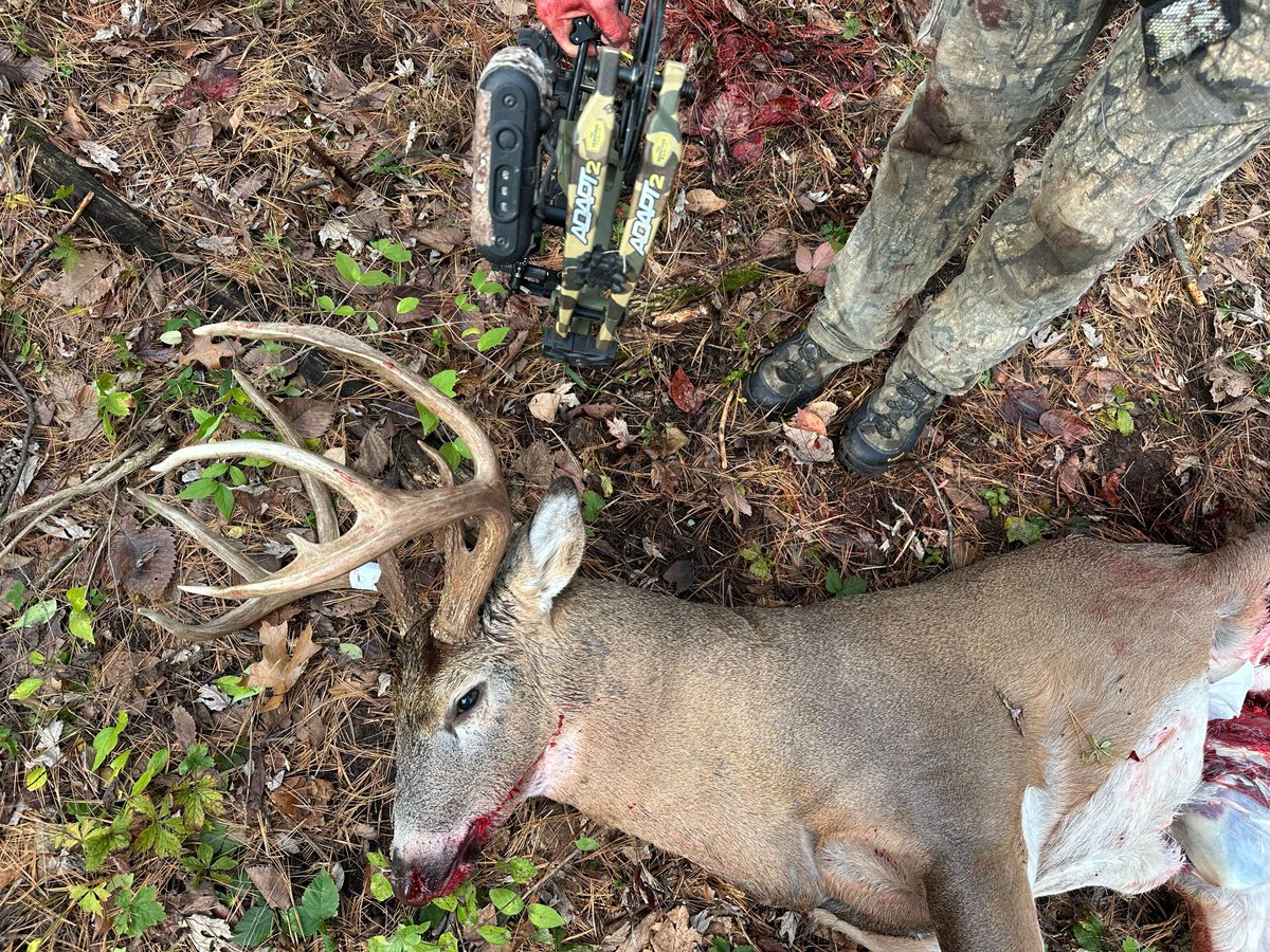 Bear Archery tweet media