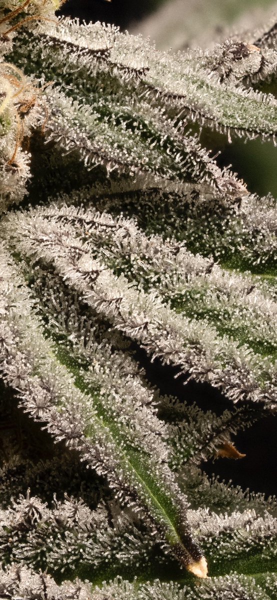 Trichomes don't just grow on buds! 

The Mandala Effect

Gods Green Crack Extractor Edition x Pink Taco 🌮