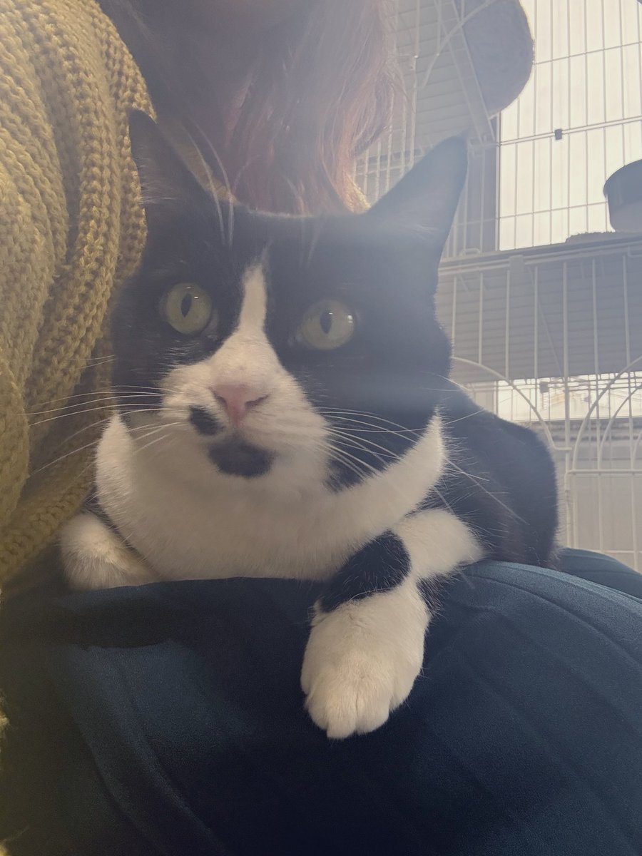 まったり、今日も頑張ろ𛰙᭜ ᭜ お膝大好きリリちゃん( ´艸