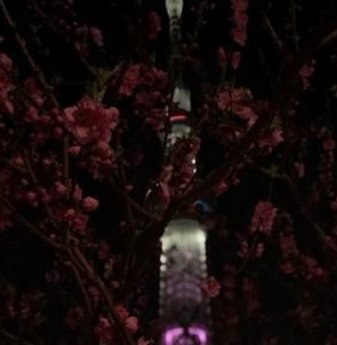 田村 月乃 tweet media