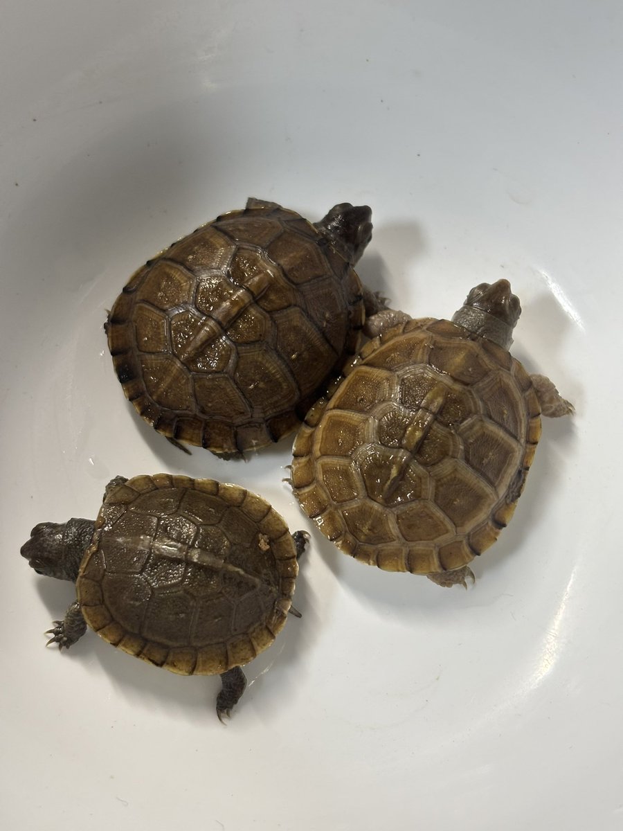MightyTurtless's tweet photo. ✨ミツユビハコガメ国内CB✨

安心サイズのミツユビ3匹です‼️
サイズは4〜5cm程度です。
餌ぐい抜群で、人工飼料食べてます❗️ 

お手頃価格で販売いたします❗️
17,000〜20,000円（税込）☺️
サイズによって価格が異なります。

お気軽にお問合せください📩 https://t.co/59TF6CxhJy