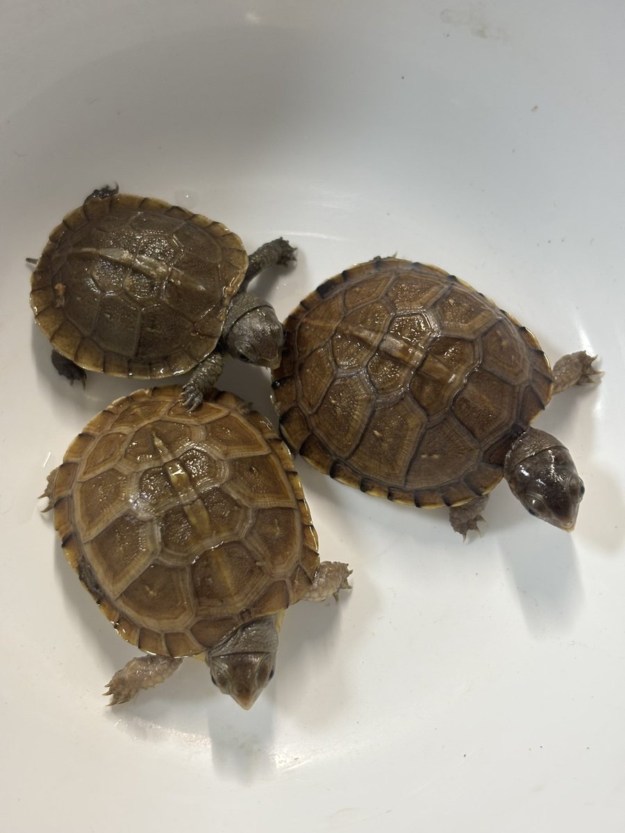 MightyTurtless's tweet photo. ✨ミツユビハコガメ国内CB✨

安心サイズのミツユビ3匹です‼️
サイズは4〜5cm程度です。
餌ぐい抜群で、人工飼料食べてます❗️ 

お手頃価格で販売いたします❗️
17,000〜20,000円（税込）☺️
サイズによって価格が異なります。

お気軽にお問合せください📩 https://t.co/59TF6CxhJy