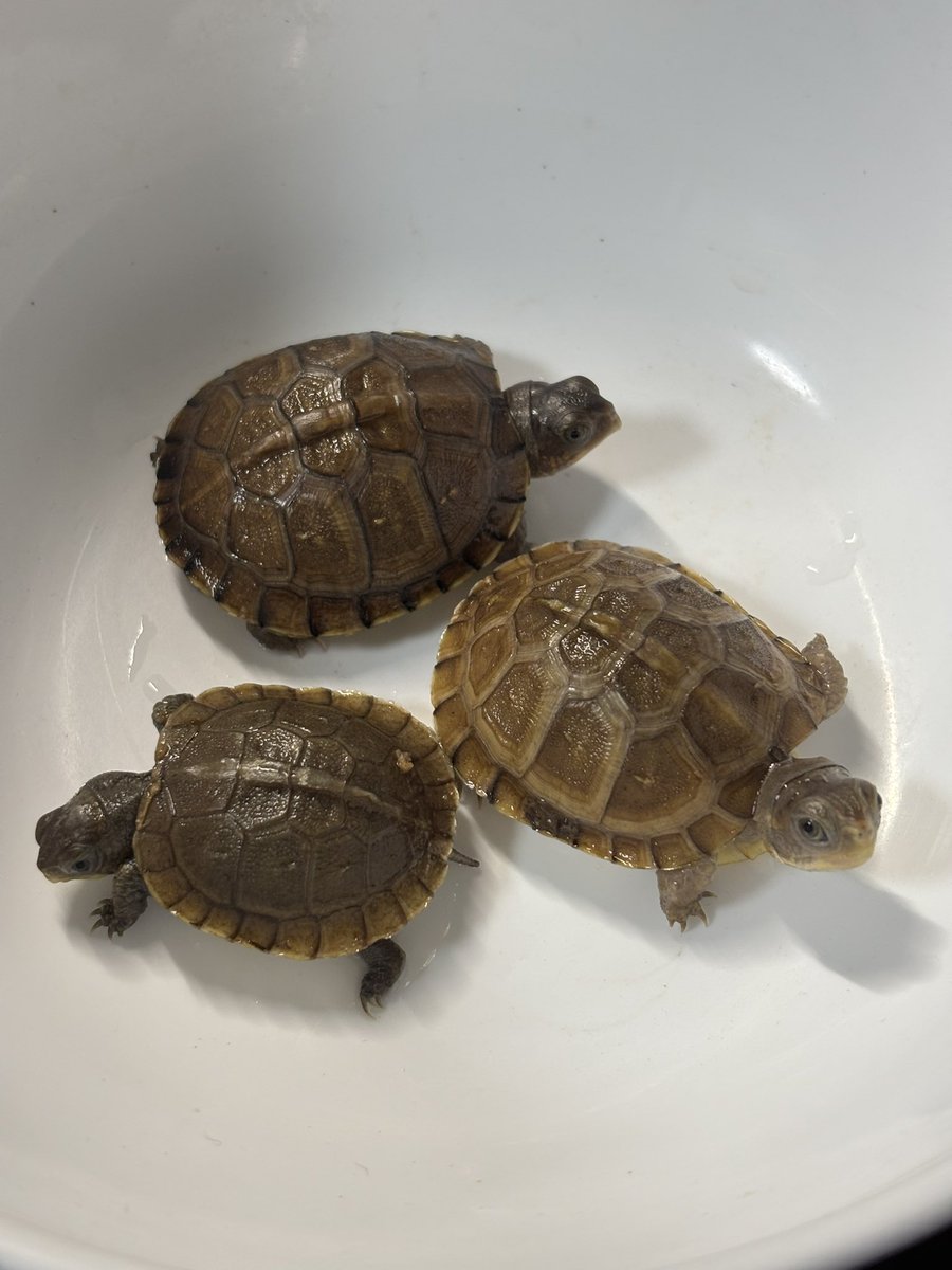 MightyTurtless's tweet photo. ✨ミツユビハコガメ国内CB✨

安心サイズのミツユビ3匹です‼️
サイズは4〜5cm程度です。
餌ぐい抜群で、人工飼料食べてます❗️ 

お手頃価格で販売いたします❗️
17,000〜20,000円（税込）☺️
サイズによって価格が異なります。

お気軽にお問合せください📩 https://t.co/59TF6CxhJy